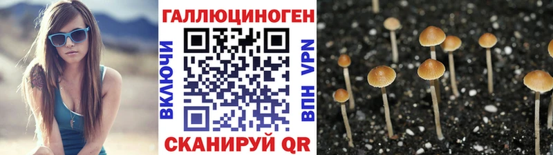где найти Заволжск Псилоцибиновые грибы Psilocybe